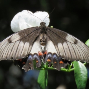 Papilio aegeus at Acton, ACT - 23 Dec 2018