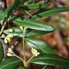 Santalum obtusifolium (Coastal Sandalwood) at Mumbulla State Forest - 11 Dec 1997 by BettyDonWood