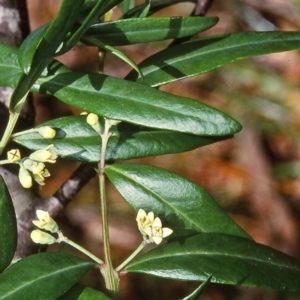 Santalum obtusifolium at Mumbulla State Forest - 12 Dec 1997