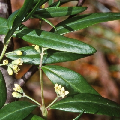 Santalum obtusifolium (Coastal Sandalwood) at Mumbulla State Forest - 12 Dec 1997 by BettyDonWood
