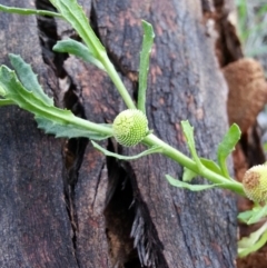 Centipeda cunninghamii at Hackett, ACT - 22 Dec 2018