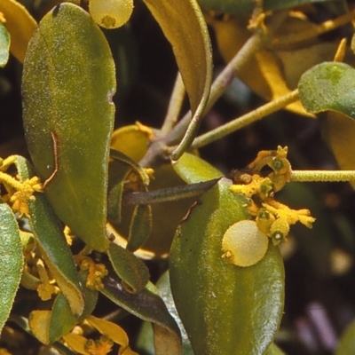 Notothixos subaureus (Golden Mistletoe) at Mumbulla State Forest - 12 Dec 1997 by BettyDonWood