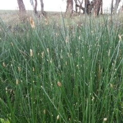Eleocharis (genus) (Spike-rush) at Hackett, ACT - 27 Dec 2018 by waltraud