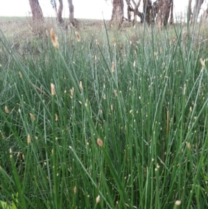 Eleocharis sp. at Hackett, ACT - 27 Dec 2018 11:19 AM