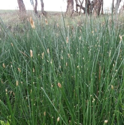 Eleocharis (genus) (Spike-rush) at Hackett, ACT - 27 Dec 2018 by waltraud