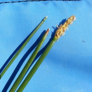 Eleocharis (genus) at Hackett, ACT - 27 Dec 2018 11:19 AM