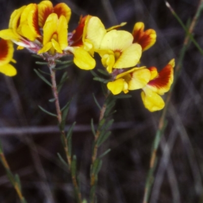 Almaleea subumbellata (Wiry Bush-pea) at Glenbog State Forest - 26 Oct 1997 by BettyDonWood