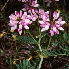 Securigera varia (Crown Vetch) at Steeple Flat, NSW - 12 Jan 1998 by BettyDonWood