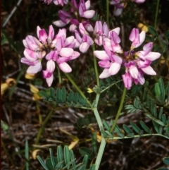 Securigera varia (Crown Vetch) at Steeple Flat, NSW - 11 Jan 1998 by BettyDonWood