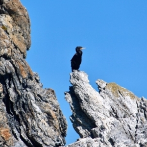 Phalacrocorax carbo at Wallaga Lake, NSW - 30 Nov 2018