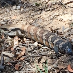 Tiliqua scincoides scincoides (Eastern Blue-tongue) at Mount Taylor - 23 Dec 2018 by Cathy_Katie