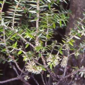 Acrotriche leucocarpa at Bemboka, NSW - 9 Jul 1998 12:00 AM