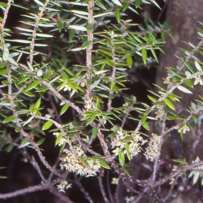 Acrotriche leucocarpa (Tall Acrotriche) at Bemboka, NSW - 8 Jul 1998 by BettyDonWood