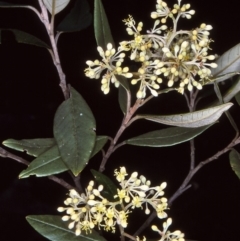 Pomaderris parrisiae (Parris' Pomaderris) at Bemboka, NSW - 25 Oct 1997 by BettyDonWood