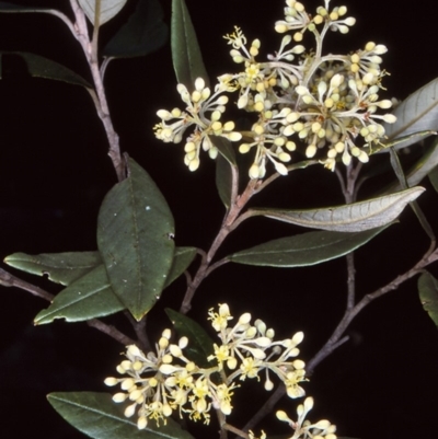 Pomaderris parrisiae (Parris' Pomaderris) at Bemboka, NSW - 26 Oct 1997 by BettyDonWood