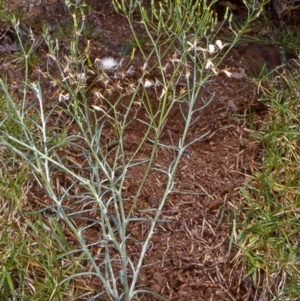 Senecio quadridentatus at undefined - 9 Nov 1999 12:00 AM