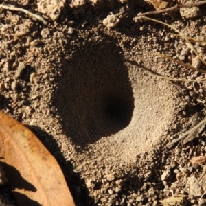 Myrmeleontidae (family) at Fadden, ACT - 30 Nov 2018 05:21 PM