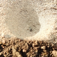 Myrmeleontidae (family) at Fadden, ACT - 30 Nov 2018