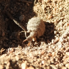 Myrmeleontidae (family) at Fadden, ACT - 30 Nov 2018 05:21 PM