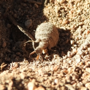 Myrmeleontidae (family) at Fadden, ACT - 30 Nov 2018