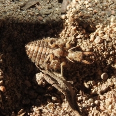 Myrmeleontidae (family) at Fadden, ACT - 30 Nov 2018