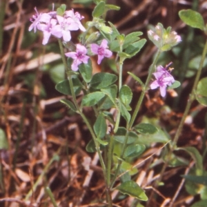 Mentha diemenica at Tanja Lagoon - 31 Dec 1999