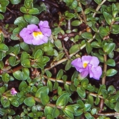 Thyridia repens (Creeping Monkey Flower) at Tanja Lagoon - 26 Jan 1998 by BettyDonWood
