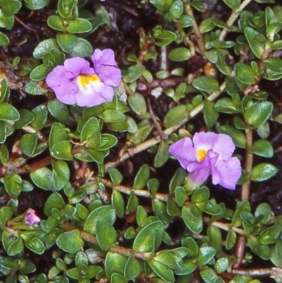 Thyridia repens (Creeping Monkey Flower) at Tanja Lagoon - 25 Jan 1998 by BettyDonWood