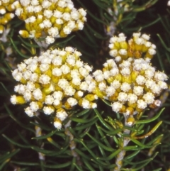 Ozothamnus turbinatus (Coast Everlasting) at Nelson, NSW - 26 Jan 1998 by BettyDonWood