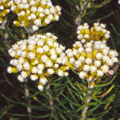 Ozothamnus turbinatus (Coast Everlasting) at Nelson, NSW - 26 Jan 1998 by BettyDonWood