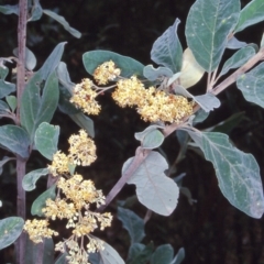 Pomaderris cinerea (Grey Pomaderris) at Nelson, NSW - 20 Dec 1997 by BettyDonWood