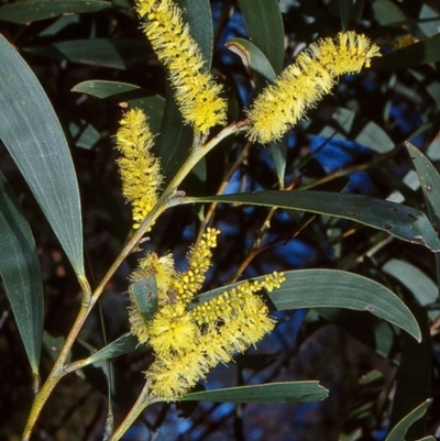 Acacia georgensis (Bega Wattle) at Doctor George Mountain, NSW - 24 Sep 1997 by BettyDonWood