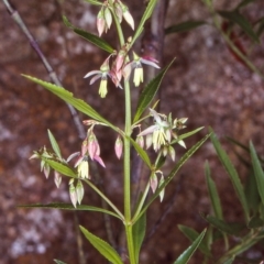 Haloragodendron baeuerlenii (Shrubby Raspwort) at Doctor George Mountain, NSW - 15 Oct 1997 by BettyDonWood