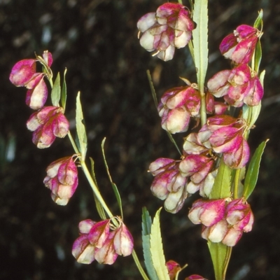 Haloragodendron baeuerlenii (Shrubby Raspwort) at Doctor George Mountain, NSW - 22 Nov 1997 by BettyDonWood