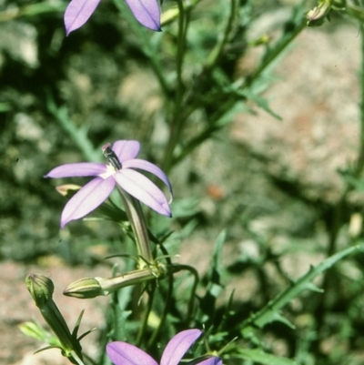 Isotoma axillaris (Australian Harebell, Showy Isotome) at Doctor George Mountain, NSW - 15 Oct 1997 by BettyDonWood