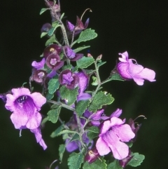 Prostanthera incisa (Cut-leaf Mint-bush) at Doctor George Mountain, NSW - 15 Oct 1997 by BettyDonWood