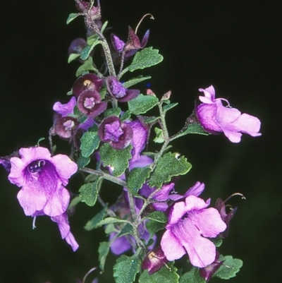 Prostanthera incisa (Cut-leaf Mint-bush) at Doctor George Mountain, NSW - 15 Oct 1997 by BettyDonWood