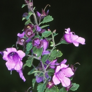 Prostanthera incisa at undefined - 16 Oct 1997