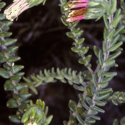 Leionema carruthersii at Doctor George Mountain, NSW - 7 Jul 1997 by BettyDonWood