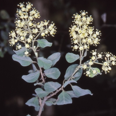 Pomaderris brogoensis at Tanja, NSW - 14 Oct 1997 by BettyDonWood