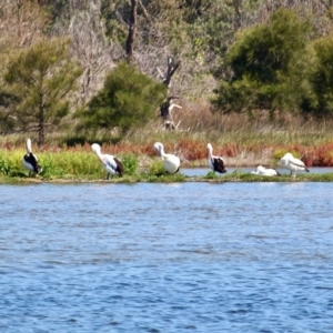 Pelecanus conspicillatus at Wallaga Lake, NSW - 30 Nov 2018