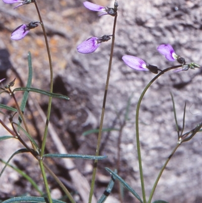 Pigea monopetala (Slender Violet) at Doctor George Mountain, NSW - 24 Sep 1998 by BettyDonWood