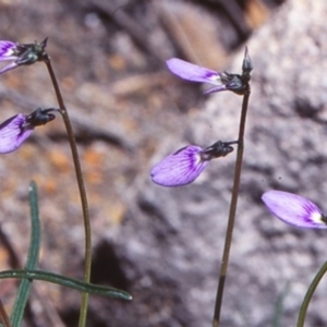 Hybanthus monopetalus at undefined - 25 Sep 1998