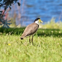 Vanellus miles (Masked Lapwing) at Wallaga Lake, NSW - 30 Nov 2018 by RossMannell