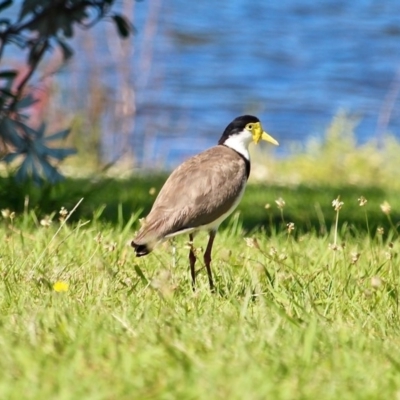 Vanellus miles (Masked Lapwing) at Wallaga Lake, NSW - 30 Nov 2018 by RossMannell