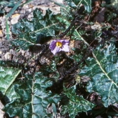 Solanum prinophyllum (Forest Nightshade) at Doctor George Mountain, NSW - 25 Sep 1998 by BettyDonWood