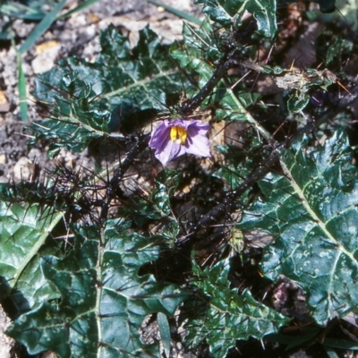 Solanum prinophyllum (Forest Nightshade) at Doctor George Mountain, NSW - 24 Sep 1998 by BettyDonWood