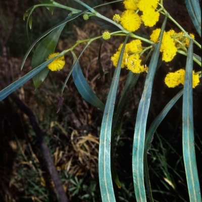 Acacia saligna (W.A. Golden Wattle) at Bega, NSW - 5 Oct 1998 by BettyDonWood
