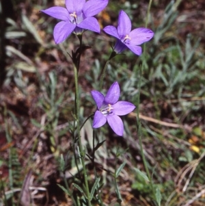 Wahlenbergia gloriosa at South East Forest National Park - 12 Jan 1998 12:00 AM