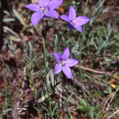 Wahlenbergia gloriosa (Royal Bluebell) at South East Forest National Park - 12 Jan 1998 by BettyDonWood